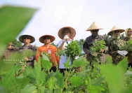 Polsek Banua Lawas Bersama Kelompok Tani Sumber Rezeki Laksanakan Penanaman Jagung Serentak di Tabalong
