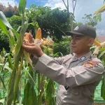 Polsek Tanta Bersinergi dengan Poktan Panca Warga Siapkan Lahan Jagung Pakan 3 Hektar untuk Ketahanan Pangan