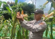 Polsek Tanta Bersinergi dengan Poktan Panca Warga Siapkan Lahan Jagung Pakan 3 Hektar untuk Ketahanan Pangan