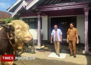 Prabowo Subianto Beli Sapi Simental 1 Ton untuk Kurban Iduladha di Pucakwangi