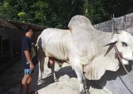 Presiden Prabowo Subianto: Sapi Jumbo Milik Hasan dari Jepara Jadi Hewan Kurban