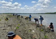 Ribuan Bibit Mangrove Ditanam di Pantai Keboromo, Masyarakat Pati Peduli Lingkungan