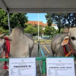 Sapi 800 Kg dari Kendal Jadi Kurban Dico Ganinduto di Idul Adha 2026