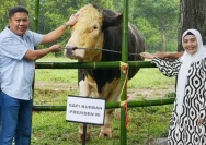 Sapi Kurban Jumbo dari Banyubiru: Langganan Pejabat dan Presiden