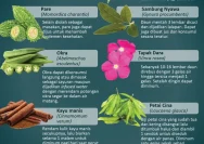 Tanaman Herbal yang Dapat Membantu Pengendalian Diabetes di Indonesia