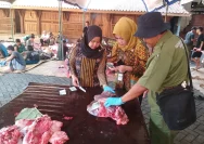 Temuan Cacing Hati pada Jeroan Kerbau Kurban di Kudus, Daging Dipastikan Aman untuk Dikonsumsi