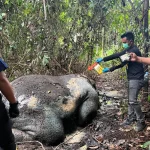 Tragedi di Hutan Gabon: Gajah Menabrak Pemburu AS Usia 75 Tahun