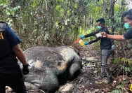 Tragedi di Hutan Gabon: Gajah Menabrak Pemburu AS Usia 75 Tahun