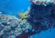 UKM Selam UGM Eksplor Bangkai Kapal PD II di Tulamben Bali
