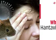 Waspada: Gejala Hantavirus yang Mirip Flu Biasa, Kenali Perbedaan Fatalnya