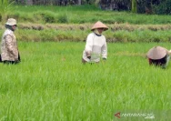 Babinsa Boyolali Pastikan Musim Tanam di Musim Kemarau Aman