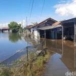 Banjir Rob di Tunggulsari Pati: Puluhan Rumah Terendam dan Petambak Menghadapi Kerugian Besar