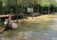 Banjir Rob di Tunggulsari Pati: Tanggul Jebol dan Mangrove Rusak