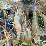 Budidaya Udang Galah di Lereng Gunung Muria: Menciptakan Keberhasilan di Kawasan Kudus