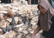 Camat Kelua Tabalong Dorong Pengembangan Jamur Tiram Bahungin