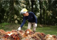 Holding Perkebunan Nusantara Tingkatkan Produktivitas dengan Field Day