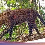 Macan di Hutan Cangar Viral: Fakta dan Kronologi yang Membongkar Hoaks