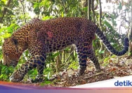 Macan di Hutan Cangar Viral: Fakta dan Kronologi yang Membongkar Hoaks