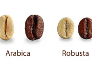 Panduan Lengkap Mengenal Kopi Arabika dan Robusta untuk Pemula