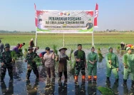 Pemerintah Kota Pekalongan Tanam Padi Biosalin di Pesisir untuk Pulihkan Sawah Terdampak Rob Clumprit