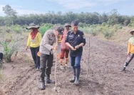 Polsek Muara Uya Mendukung Program Ketahanan Pangan dengan Jagung Pakan di Desa Lumbang