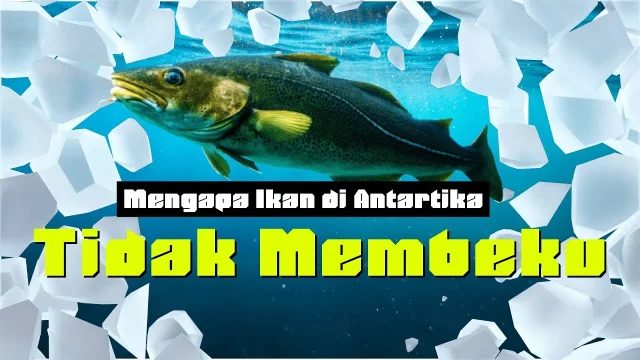 Rahasia Ikan Antartika: Mengapa Mereka Tidak Membeku di Air Dingin Eksrem?