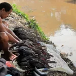 Gelombang Ancaman Ikan Sapu-sapu: Dari Kanal Jakarta hingga Kali Bekasi, 18 Spesies Invasif Mengintai Perairan Indonesia