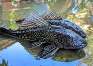 Ikan Sapu-Sapu Aman Dimakan? Ini Penjelasan Lengkap tentang Gizi dan Risikonya