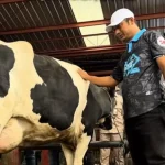 Kontes Sapi APPSI Wonosobo Dilirik Gubernur Jateng, Dorong Pengembangan Sapi Perah