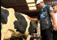 Kontes Sapi APPSI Wonosobo Dilirik Gubernur Jateng, Dorong Pengembangan Sapi Perah