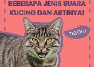 Mengungkap Arti Suara Kucing: Panduan Lengkap Memahami Meong Kesayangan Anda