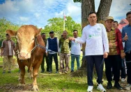 Prabowo Subianto Sumbangkan Sapi Kurban Limousin untuk Warga Blora, Tingkatkan Ketahanan Pangan