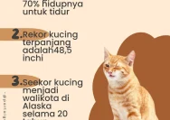 Viralnya Kucing Jjaemu di Game Brush Jjaemu: 7 Fakta Menarik yang Bikin Netizen Geger