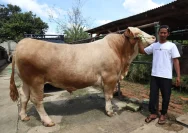 Anggaran Rp 100 Miliar untuk Sapi Kurban Presiden: Purbaya Belum Punya Rincian Jelas