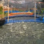 Budidaya Ikan di Kudus Dinilai Menjanjikan, Meningkatkan Perekonomian Masyarakat