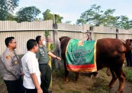 Bupati Barru Serahkan Sapi Kurban dari Presiden untuk Warga Desa Nepo