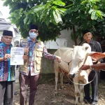Bupati HST Salurkan Sembilan Sapi Kurban untuk Warga pada Idul Adha 1447 H