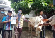 Bupati HST Salurkan Sembilan Sapi Kurban untuk Warga pada Idul Adha 1447 H