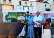 Bupati Luwu Utara Serahkan Hewan Kurban Iduladha 1447 H dengan Pesan Kebersamaan