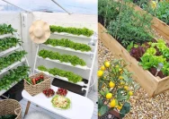 Cara Mudah Mengelola Kebun Sayur Mini untuk Panen Setiap Minggu