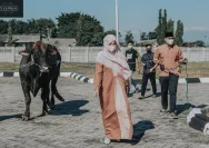 Dico Ganinduto Pilih Sapi 800 Kg dari Peternak Kendal untuk Kurban Idul Adha 2026