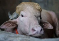 Fenomena Kerbau Albino di Bangladesh: Viral dan Batal Menjadi Kurban