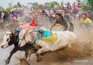 Festival Sapeh Brujul: Tradisi Karapan Sapi yang Membara di Probolinggo