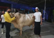 Habib Usman dan Kartika Putri Siapkan 26 Sapi Kurban, Satu Sapi Kolaps di Jalan