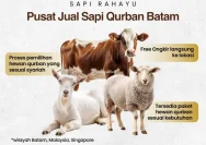 Harga Sapi Kurban 2026 Naik Drastis, Apa Penyebabnya?