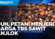 Harga TBS Sawit Anjlok, Petani Terpaksa Berjuang di Tengah Kebijakan DSI