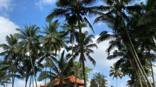 Hari Baik untuk Menanam Kelapa di Bali: Dewasa Ayu 28 Mei 2026