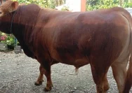 Jalu, Sapi Limosin 1,2 Ton dari Karawang Jadi Hewan Kurban Presiden Prabowo