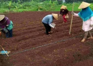 Kembali Menanam Kelapa dan Jagung, Membangun Kemandirian Petani Tasikmalaya