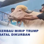 Kerbau Bergaya Rambut Donald Trump Viral, Batal di Kurban di Bangladesh